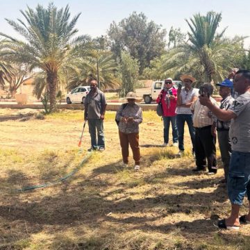 Le projet Biorest pour améliorer la qualité des dattes bio tunisiennes