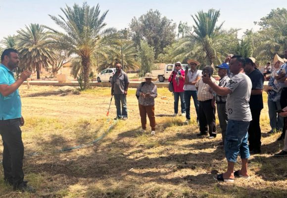 Le projet Biorest pour améliorer la qualité des dattes bio tunisiennes
