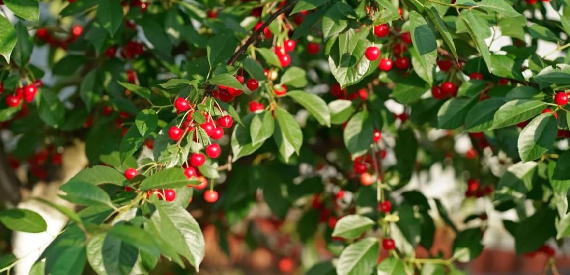 Tunisie | La récolte de cerises atteint 8250 tonnes à Siliana