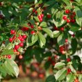 Tunisie | La récolte de cerises atteint 8250 tonnes à Siliana