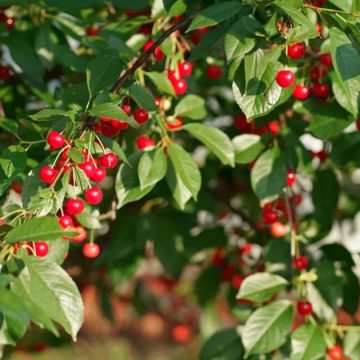 Tunisie | La récolte de cerises atteint 8250 tonnes à Siliana