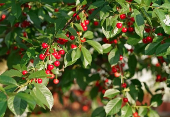 Tunisie | La récolte de cerises atteint 8250 tonnes à Siliana