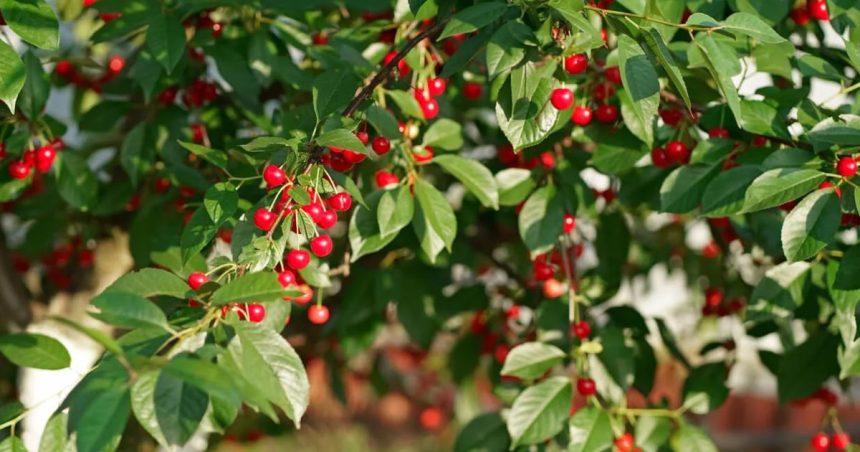 Tunisie | La récolte de cerises atteint 8250 tonnes à Siliana