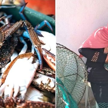 La protection de la filière du crabe bleu en Tunisie