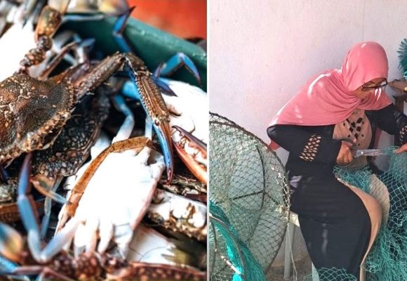 La protection de la filière du crabe bleu en Tunisie