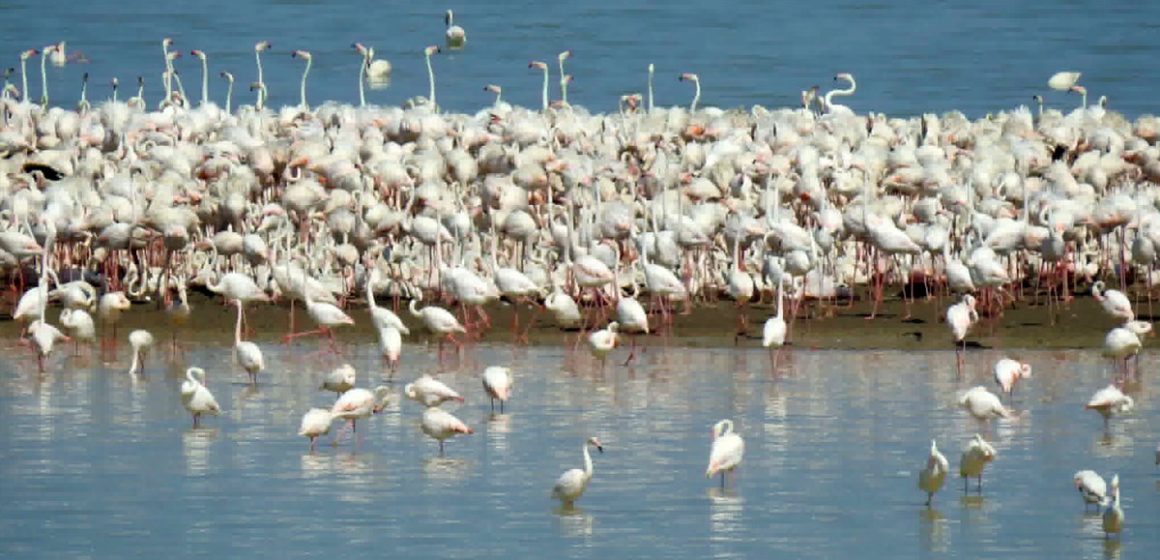 Première nidification d’un flamant rose au lac Ichkeul