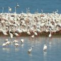 Première nidification d’un flamant rose au lac Ichkeul