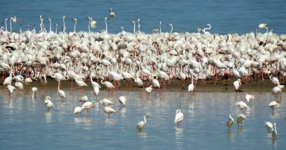 Flamants-roses-Lac-Ichkeul Première nidification d’un flamant rose au lac Ichkeul