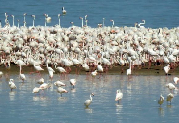 Flamants-roses-Lac-Ichkeul Première nidification d’un flamant rose au lac Ichkeul
