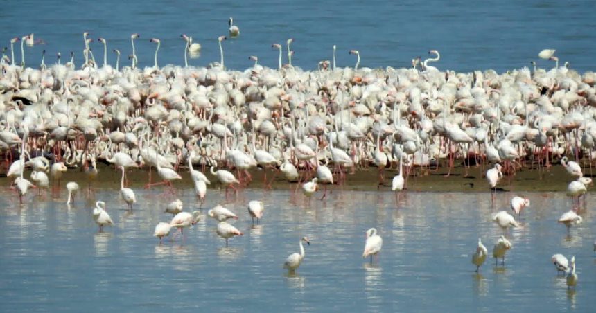 Flamants-roses-Lac-Ichkeul Première nidification d’un flamant rose au lac Ichkeul