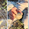 Tunisie | Menace sur le Goéland d’Audouin dans les îles Zembra