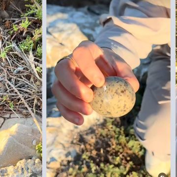 Goeland-Audouin Tunisie | Menace sur le Goéland d’Audouin dans les îles Zembra