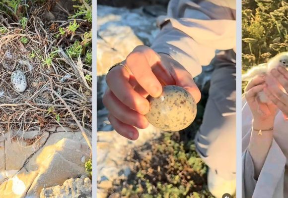 Tunisie | Menace sur le Goéland d’Audouin dans les îles Zembra