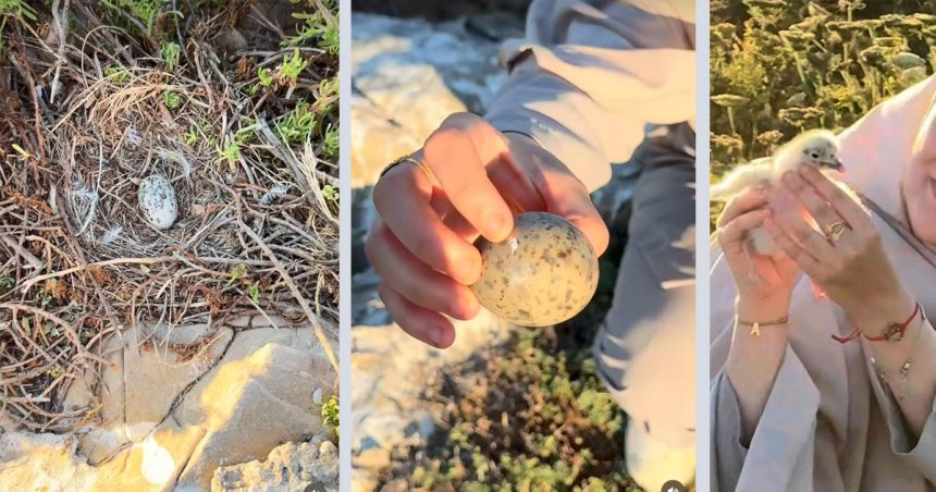 Tunisie | Menace sur le Goéland d’Audouin dans les îles Zembra