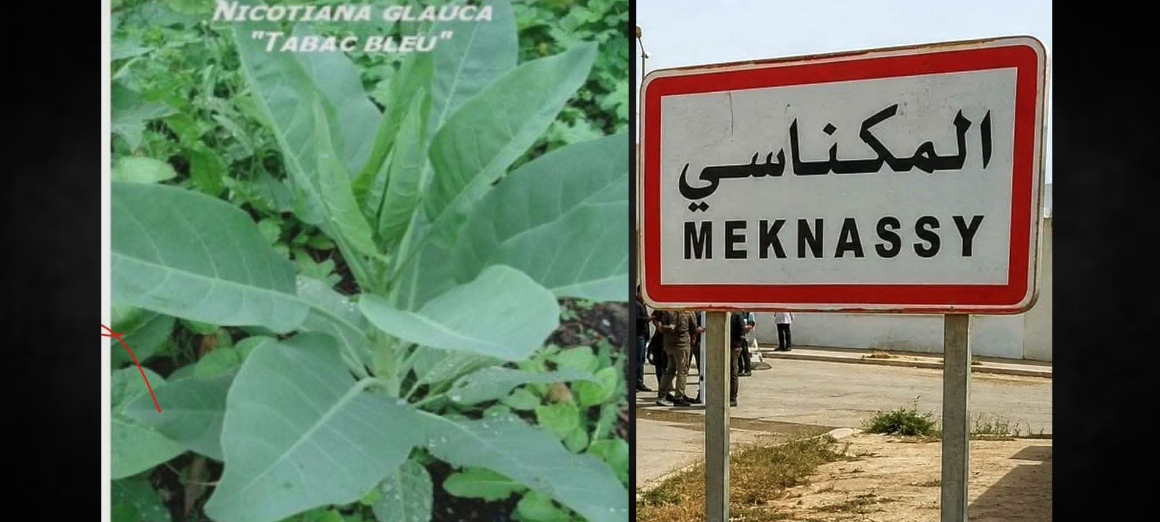 Intoxication alimentaire à Meknassy | L&rsquo;INSSPA dévoile les résultats des analyses