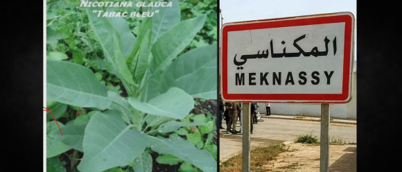 Intoxication alimentaire à Meknassy | L&rsquo;INSSPA dévoile les résultats des analyses