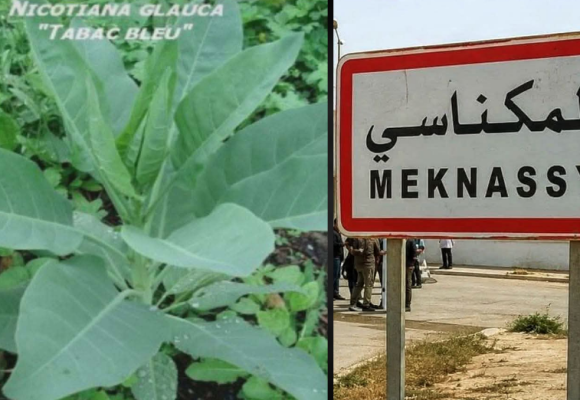 Intoxication alimentaire à Meknassy | L&rsquo;INSSPA dévoile les résultats des analyses