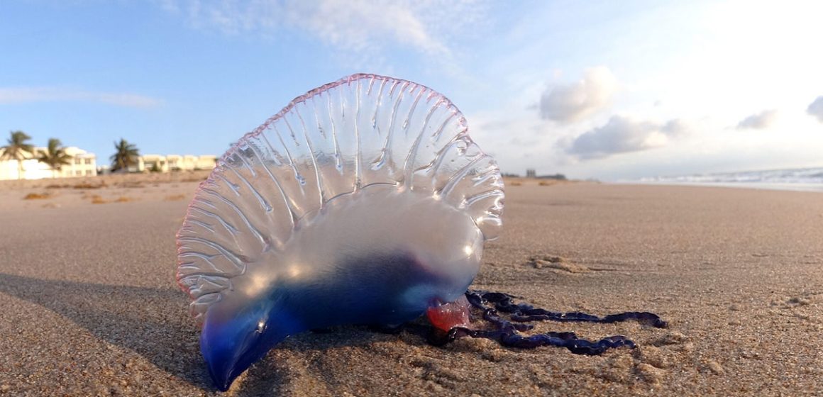 Physalia Physalie | Un organisme marin dangereux apparaît sur les côtes tunisiennes