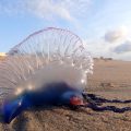 Physalie | Un organisme marin dangereux apparaît sur les côtes tunisiennes