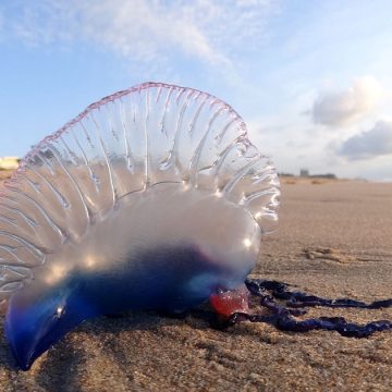 Physalie | Un organisme marin dangereux apparaît sur les côtes tunisiennes