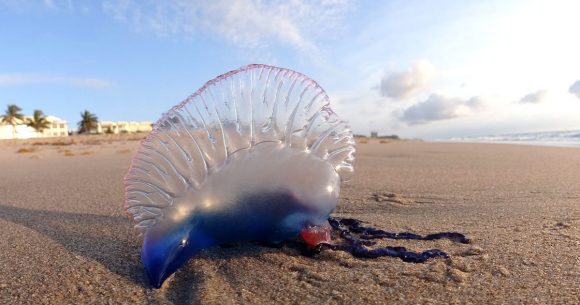 Physalie | Un organisme marin dangereux apparaît sur les côtes tunisiennes