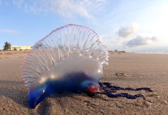 Physalia Physalie | Un organisme marin dangereux apparaît sur les côtes tunisiennes
