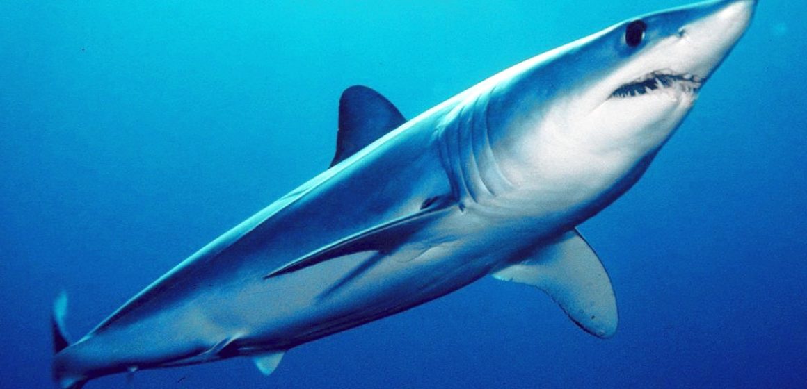Observé sur les côtes tunisiennes | Le requin bleu ne menace pasles humains