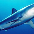 Observé sur les côtes tunisiennes | Le requin bleu ne menace pasles humains