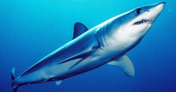 Observé sur les côtes tunisiennes | Le requin bleu ne menace pasles humains