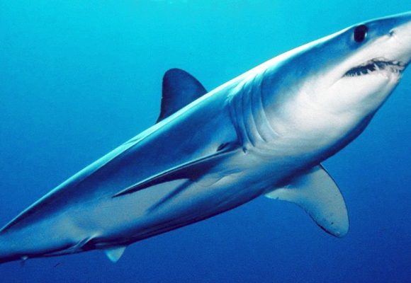 Observé sur les côtes tunisiennes | Le requin bleu ne menace pasles humains