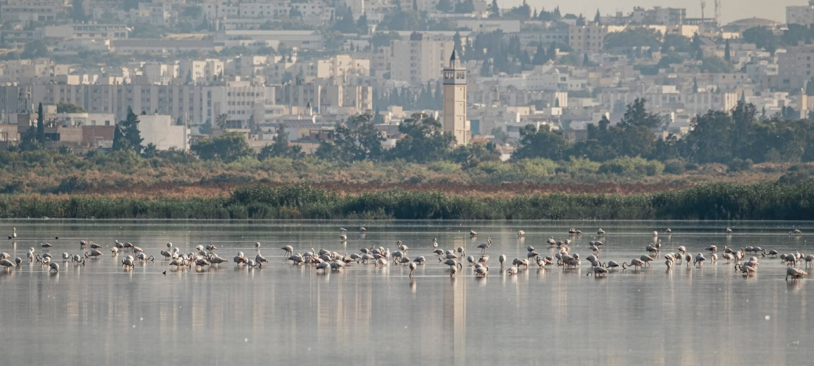 Sebkhet Sejoumi | Focus sur la sauvegarde des oiseaux d&rsquo;eau menacés
