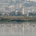 Sebkhet Sejoumi | Focus sur la sauvegarde des oiseaux d&rsquo;eau menacés