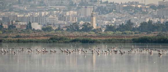 Sebkhet Sejoumi | Focus sur la sauvegarde des oiseaux d&rsquo;eau menacés