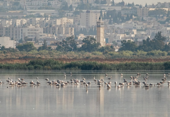 Sebkhet Sejoumi | Focus sur la sauvegarde des oiseaux d&rsquo;eau menacés