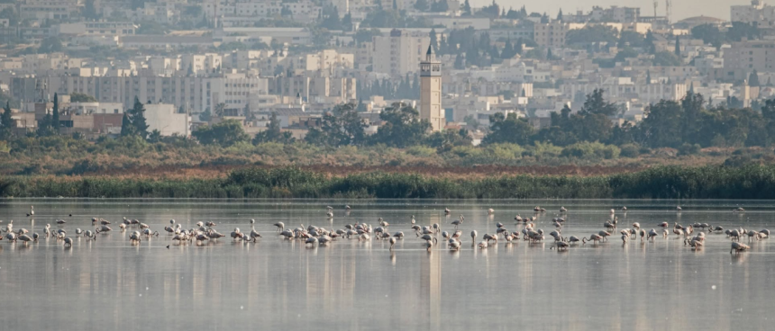 Sebkhet Sejoumi Sebkhet Sejoumi | Focus sur la sauvegarde des oiseaux d’eau menacés