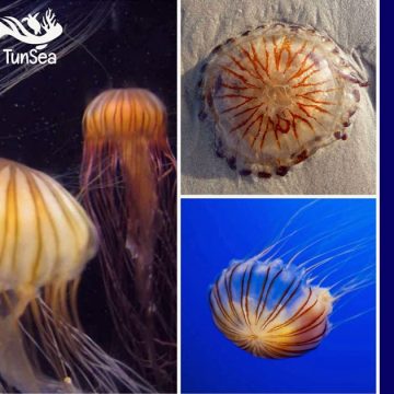 TunSea-Meduse-Boussole La méduse boussole signalée sur les côtes tunisiennes