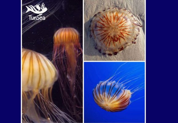 La méduse boussole signalée sur les côtes tunisiennes