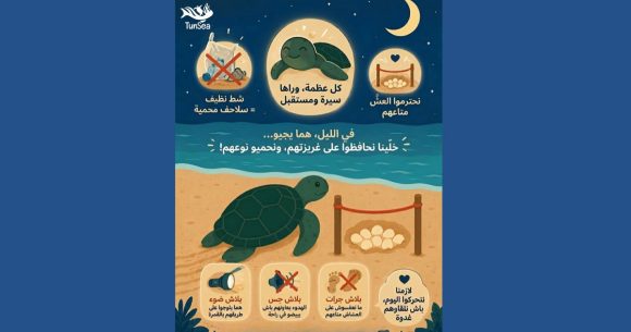 TunSea-Tortues-marines Guide pour la sauvegarde des tortues marines en Tunisie