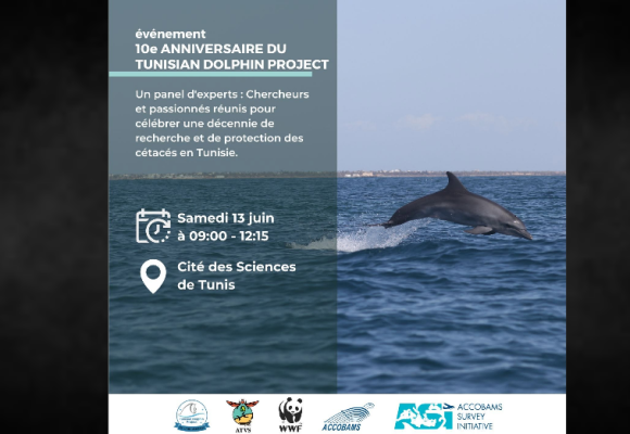 Tunis | Le Tunisian dolphin project fête ses 10 ans ce samedi à la CST