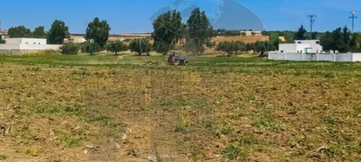 domaine agricole Manouba destruction Manouba | Destruction de 5 hectares de tomates irriguées aux eaux usées