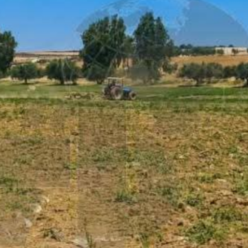 Manouba | Destruction de 5 hectares de tomates irriguées aux eaux usées