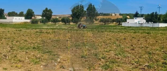 Manouba | Destruction de 5 hectares de tomates irriguées aux eaux usées