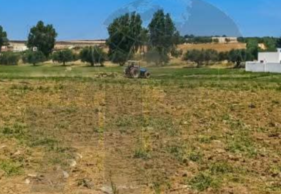 Manouba | Destruction de 5 hectares de tomates irriguées aux eaux usées