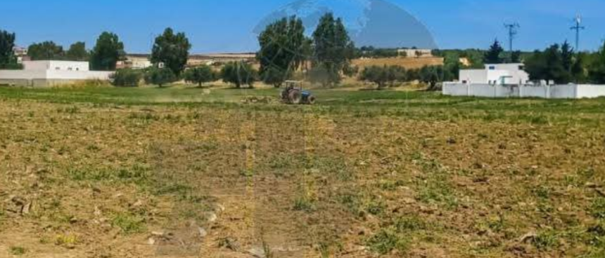 Manouba | Destruction de 5 hectares de tomates irriguées aux eaux usées