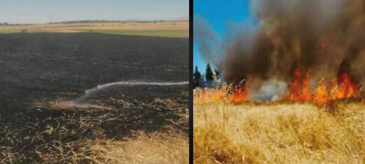Jendouba | Un incendie ravage un hectare de blé à Bou Salem