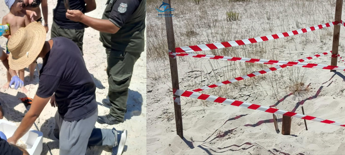 Littoral | Un nid de tortue marine sous haute protection à Monastir