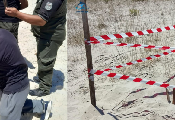 Littoral | Un nid de tortue marine sous haute protection à Monastir