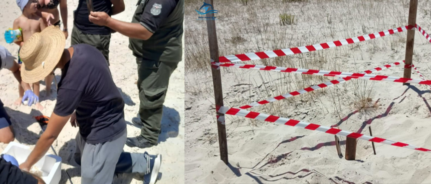 Littoral | Un nid de tortue marine sous haute protection à Monastir