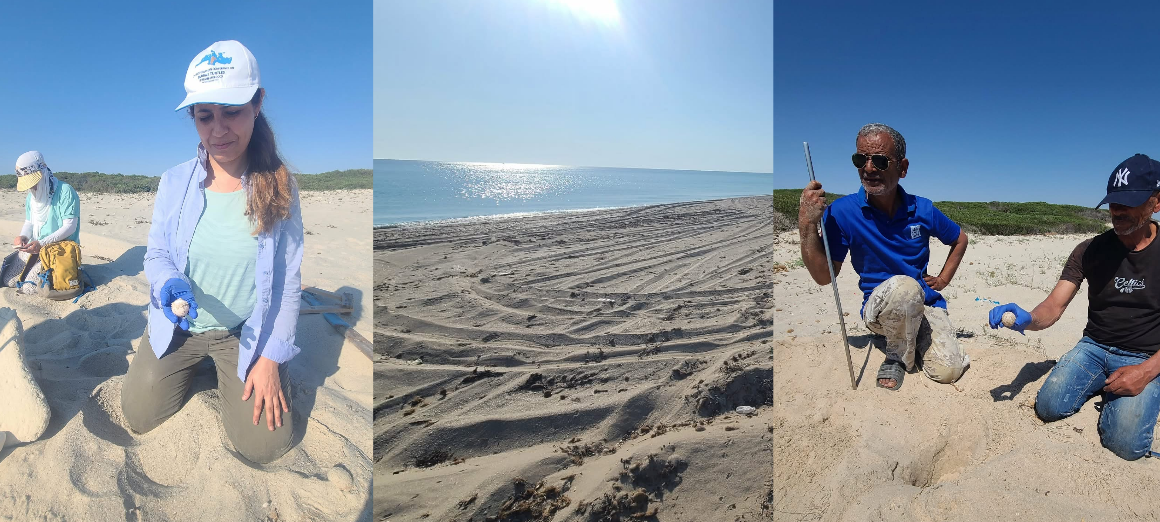 Mahdia | 8 nids de la tortue Caouanne répertoriés à la plage d&rsquo;El Ghedhabna