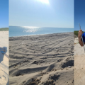 Mahdia | 8 nids de la tortue Caouanne répertoriés à la plage d&rsquo;El Ghedhabna